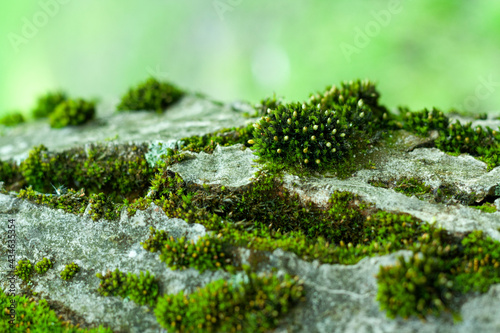 Close-up on the moss on the tree