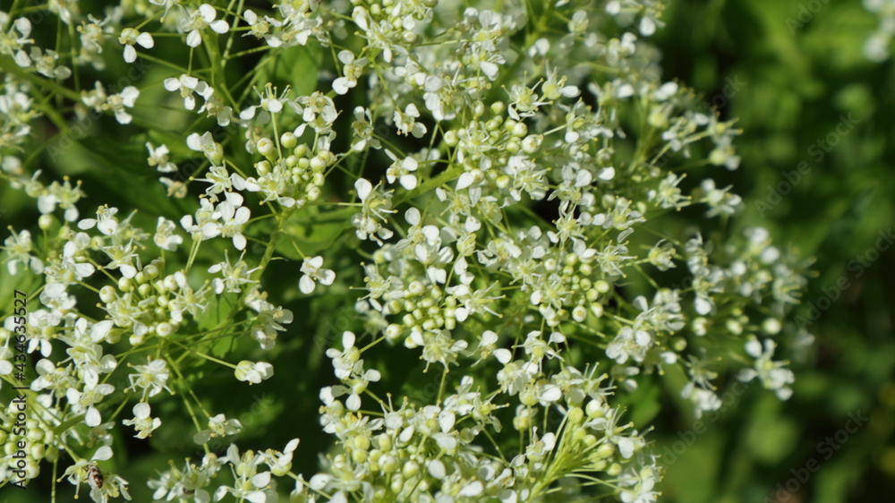White-green floral background from plants in spring meadows. White-green floral background from plants in spring meadows.