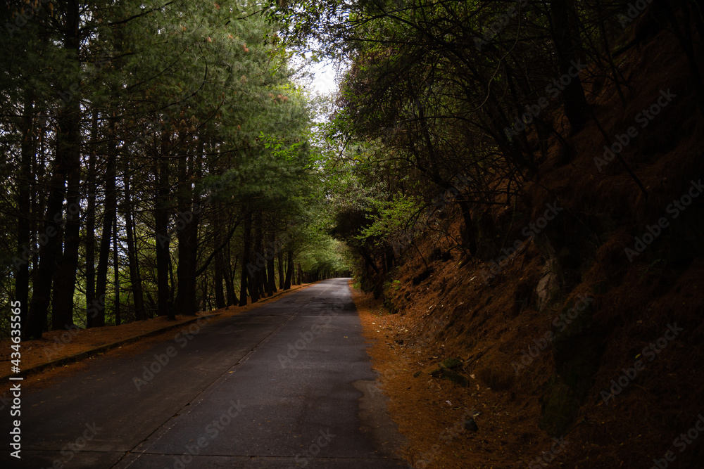 carretera con árboles verdes con tonos cafés carretera con árboles verdes con tonos cafés