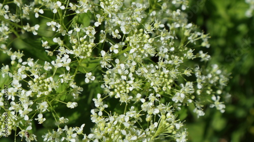 White-green floral background from plants in spring meadows.