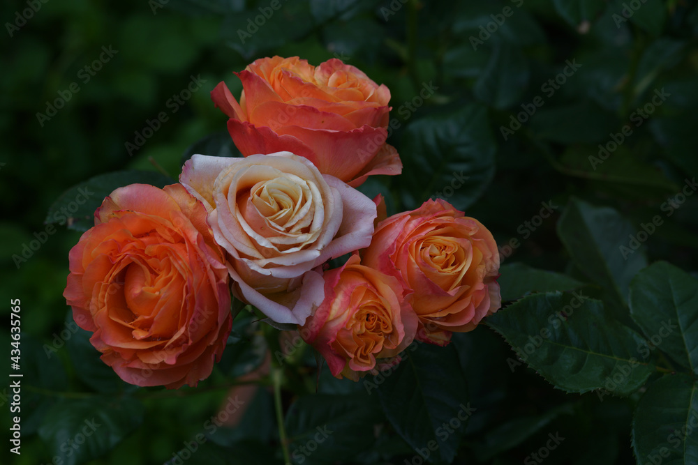 Portraits de Roses dans leur splendeur Portraits de Roses dans leur splendeur