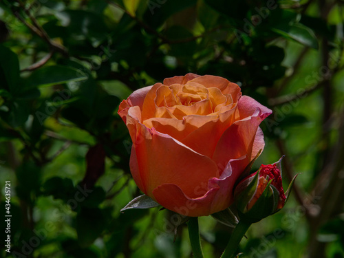 Portraits de Roses dans leur splendeur photo