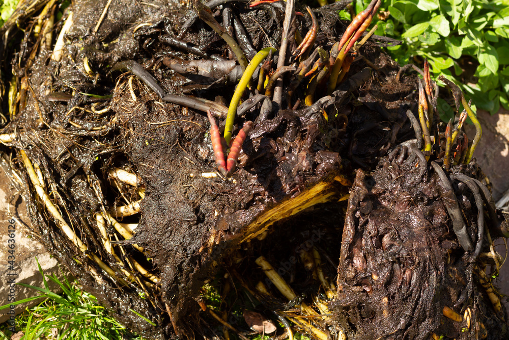 The rhizome of a water lily after wintering in a film pond. Division of the rhizome.Reproduction and cultivation, growing of Nymphaea. High quality photo The rhizome of a water lily after wintering in a film pond. Division of the rhizome.Reproduction and cultivation, growing of Nymphaea. High quality photo
