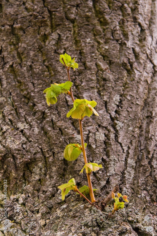 Premiers bourgeons