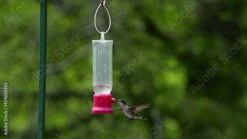 Hummingbird Feeding on a Feeder of Nectar