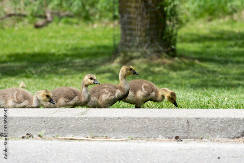 group of goslings approach a roadway
