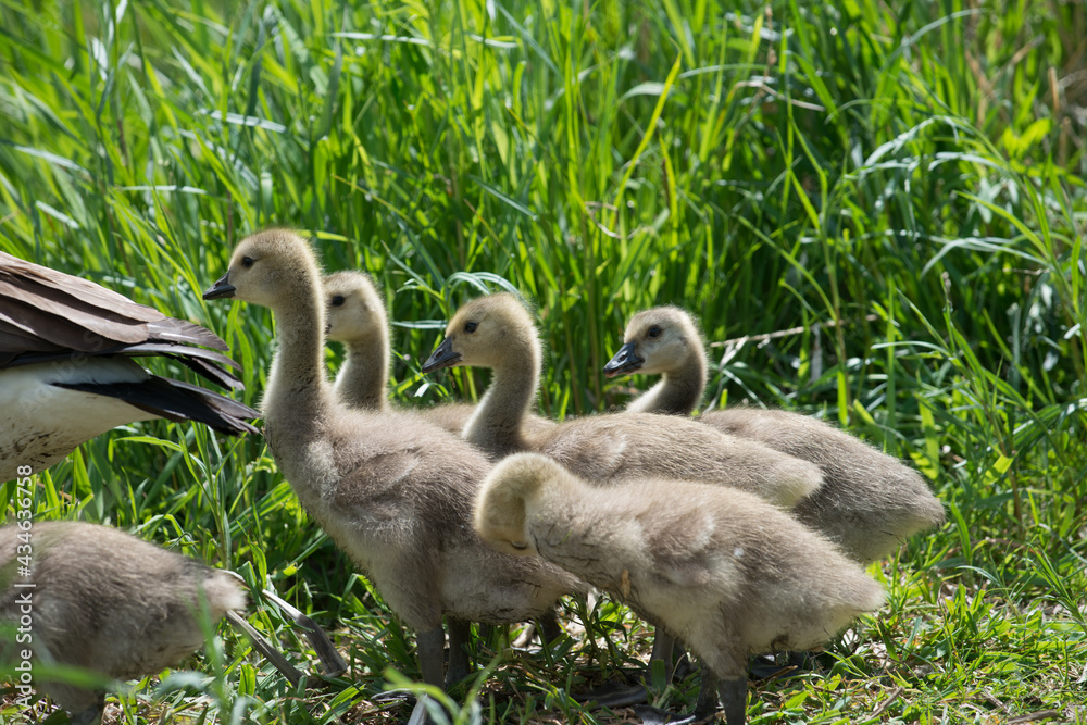 goslings group behind adult geese before crossing a pool of water goslings group behind adult geese before crossing a pool of water