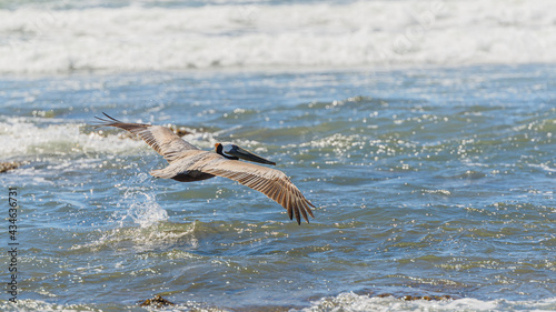 Graceful Pelicans in Flight - Beach Bliss © Alfredo Juarez