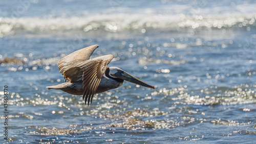 Graceful Pelicans in Flight - Beach Bliss © Alfredo Juarez