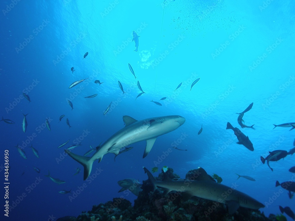 Naklejka premium Tiburon