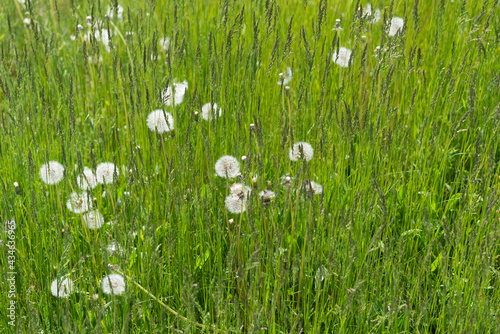 Wallpaper Mural grass quickly going to seed with  dandelion seed heads (tufts) in spring Torontodigital.ca
