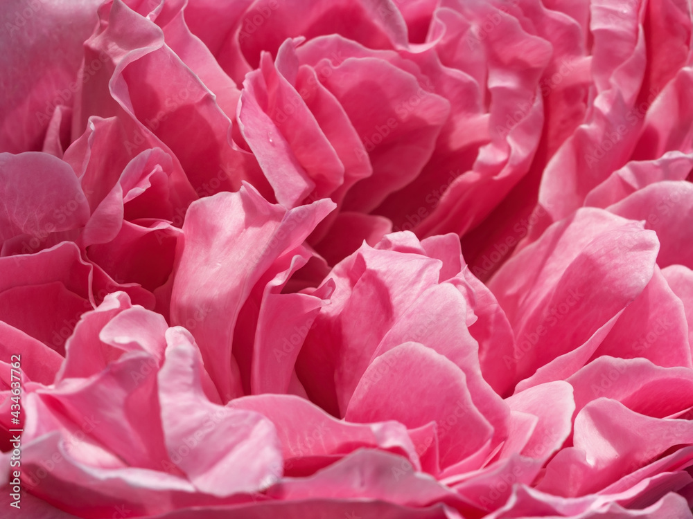 Delicate pink rose petals close-up background. Beautiful peony flower head macro backdrop. Pale crimson lush spring flower close-up. Soft focus floral design element for greeting card.