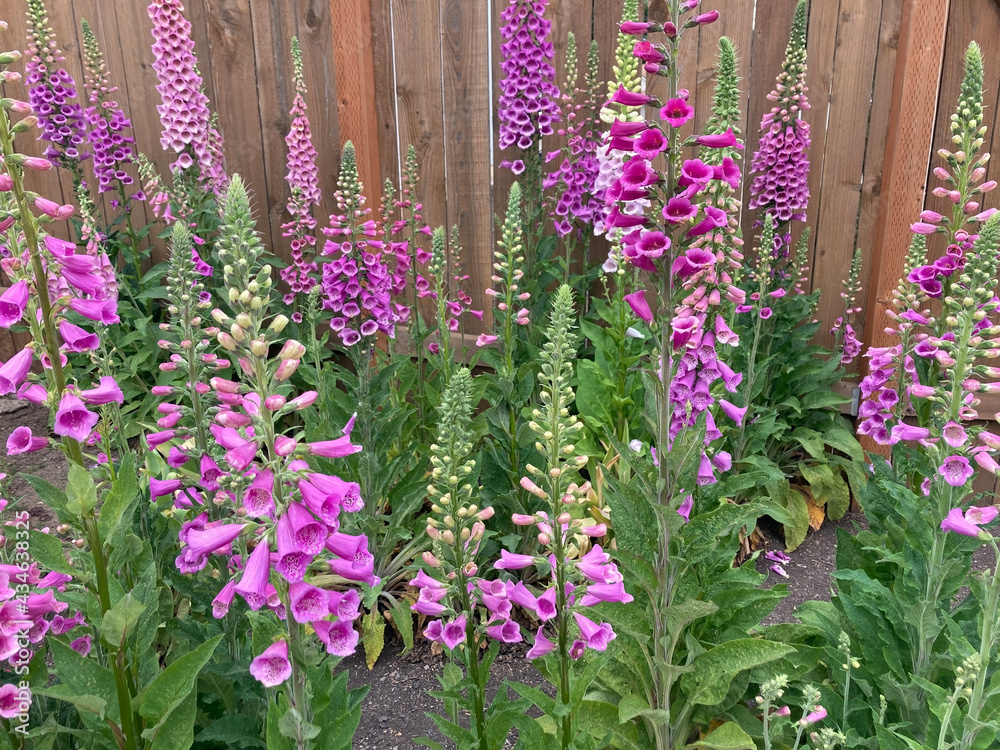 Naklejka premium Foxglove in a beautiful grouping