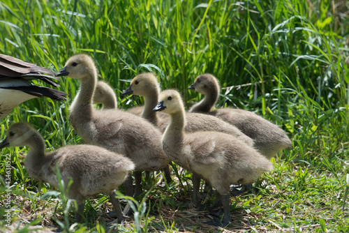 maturing goslings near grass © eugen