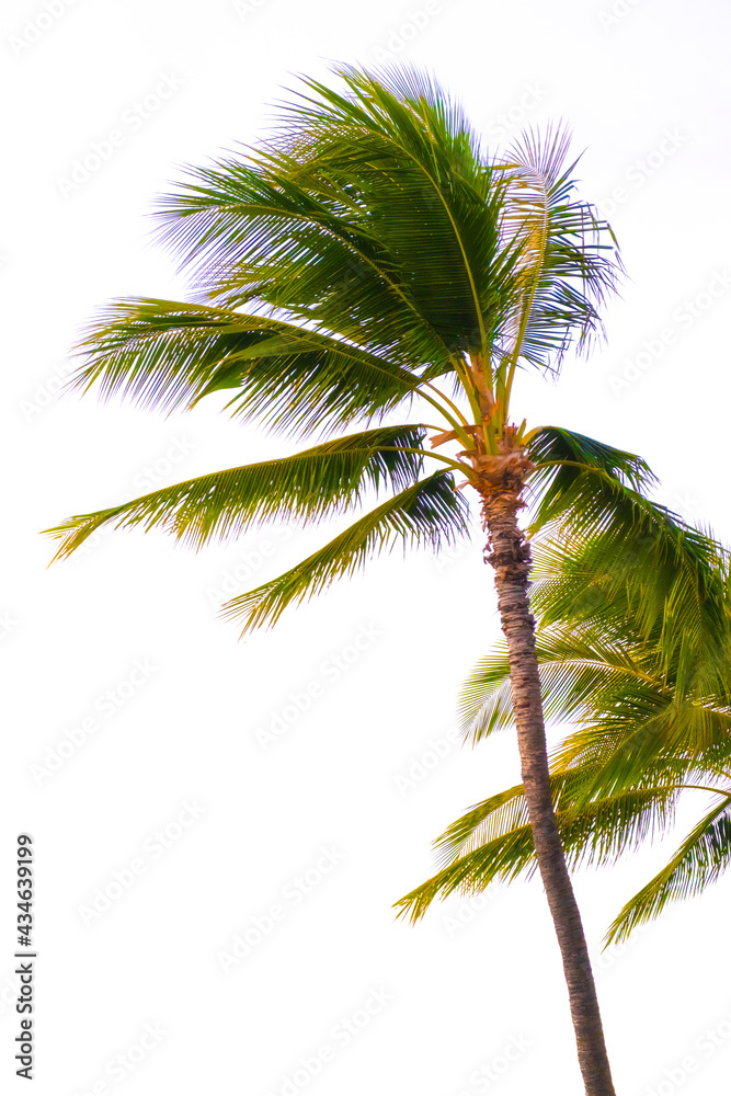 Fototapeta premium coconut tree