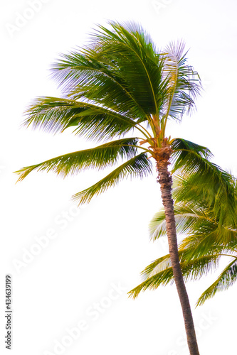 coconut tree