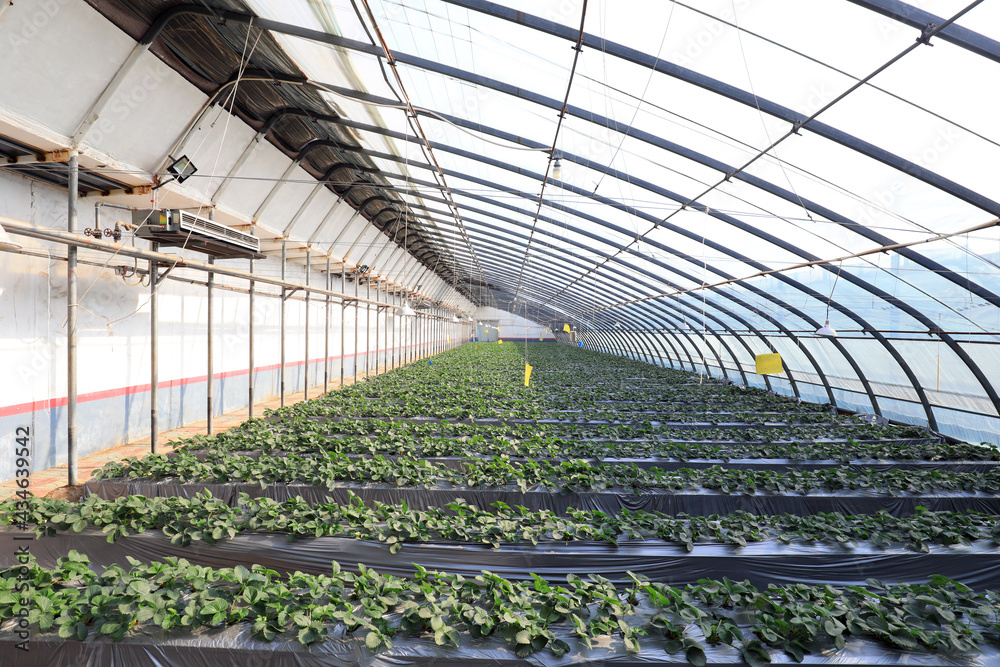 Strawberries grow vigorously in the greenhouse, North China