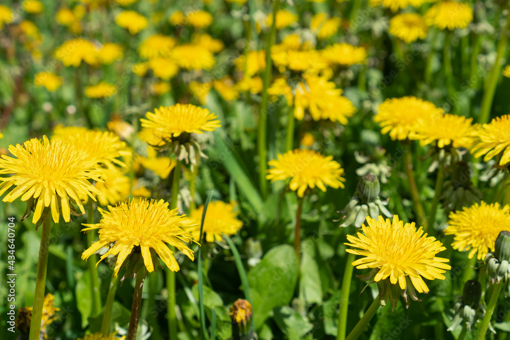 Beautiful spring image with bright yellow blooming dandelions close up. Beautiful spring image with bright yellow blooming dandelions close up.