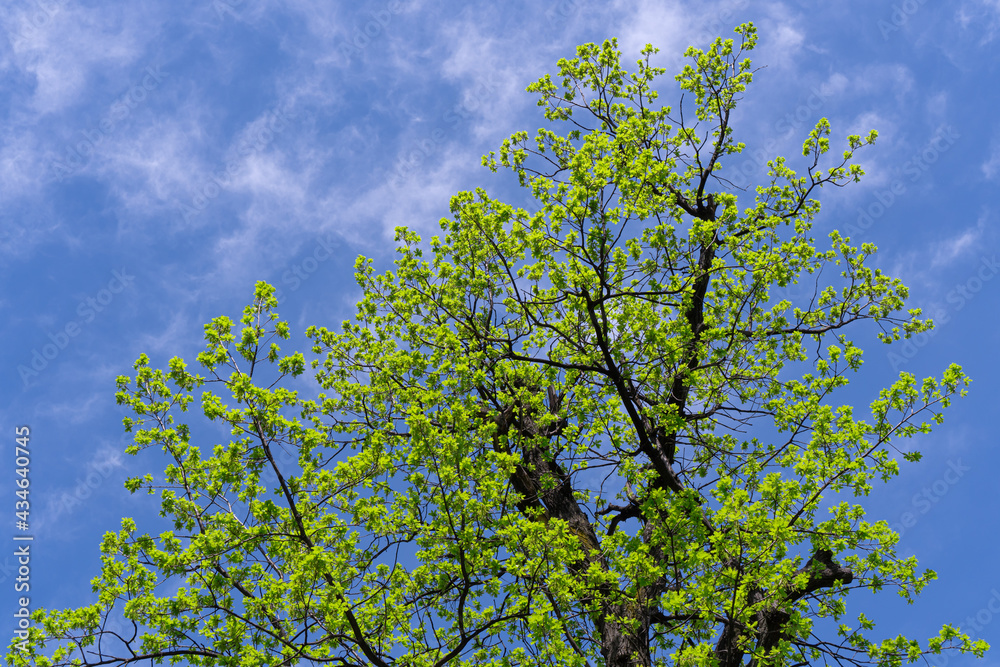 Fresh young green leaves on oak tree against blue sky background. Nature in springtime. Fresh young green leaves on oak tree against blue sky background. Nature in springtime.