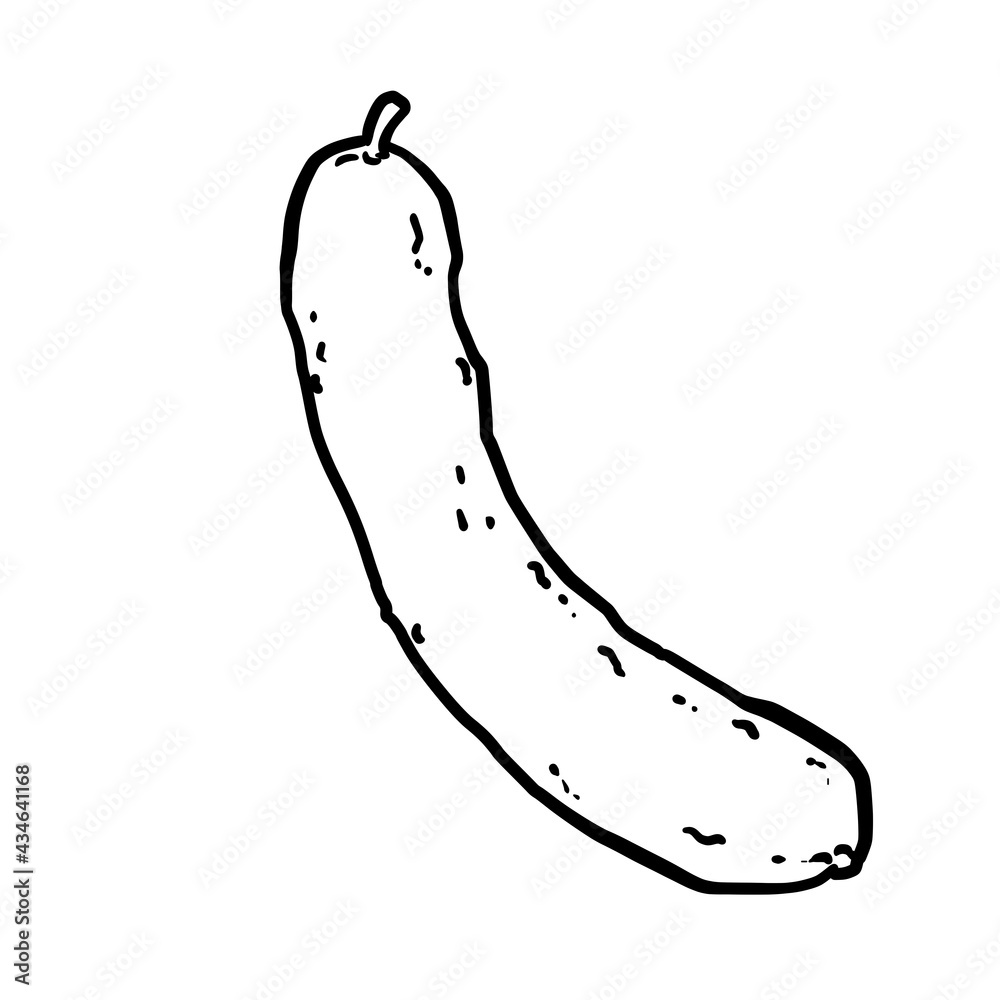 Simple and realistic cucumber line drawing Stock Illustration Adobe Stock