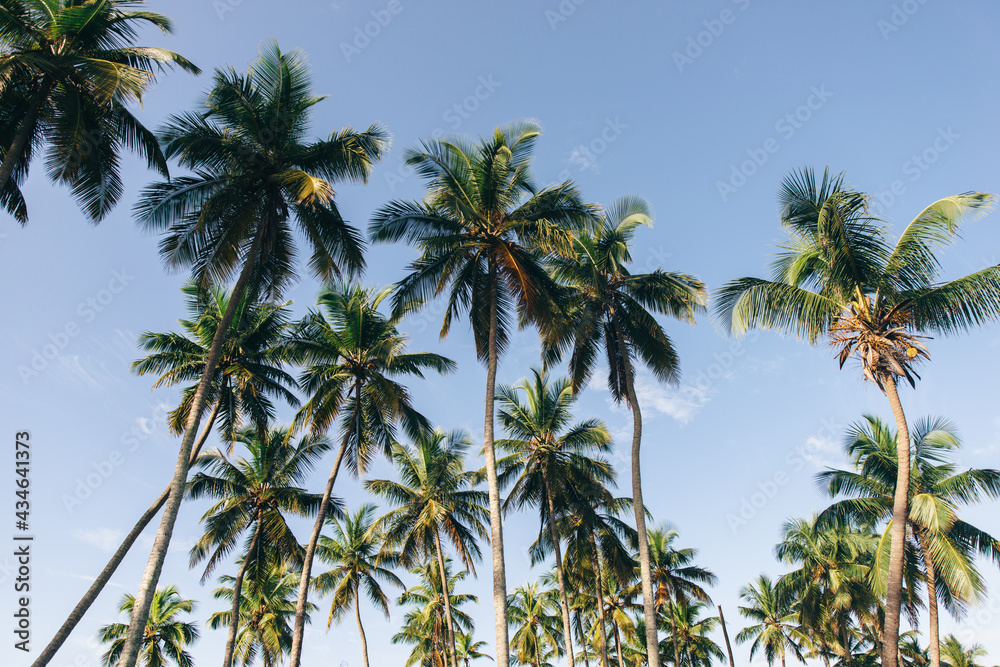 many tropical palms on the background of blue sky in a tropical country
