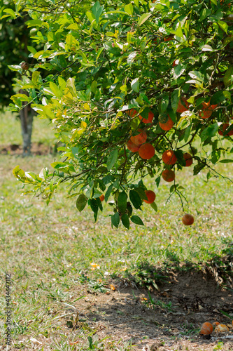 Pé de  mexerica tambem conhecida como bergamota, pokan, tangerina. 