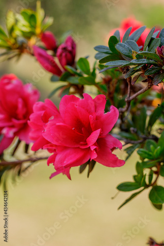  Flor Bougainvillea spectabilis popularmente conhecida por primavera