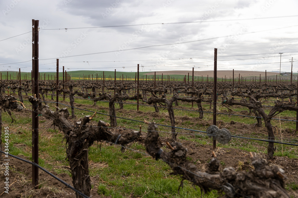 Winery vineyard grape vines Winery vineyard grape vines