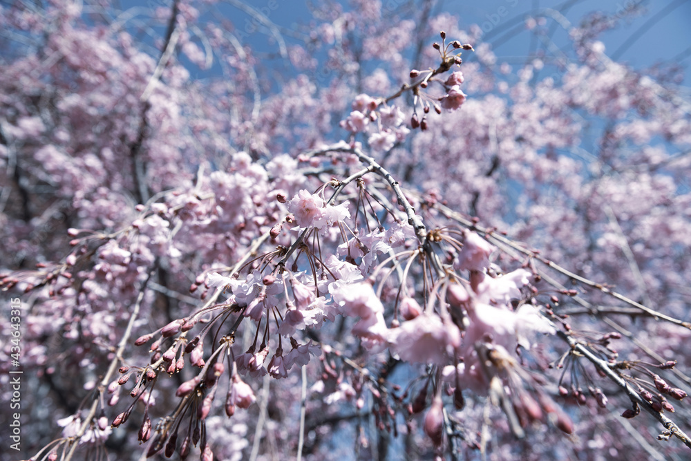 Colorful pink cherry blossom tree in the Spring Stock Photo | Adobe Stock