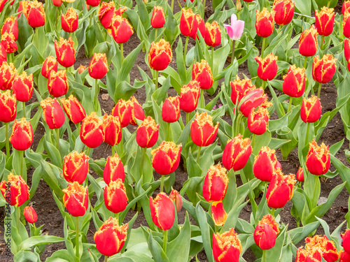 beautiful tulips close-up. holiday parade of tulips. tulips in the garden