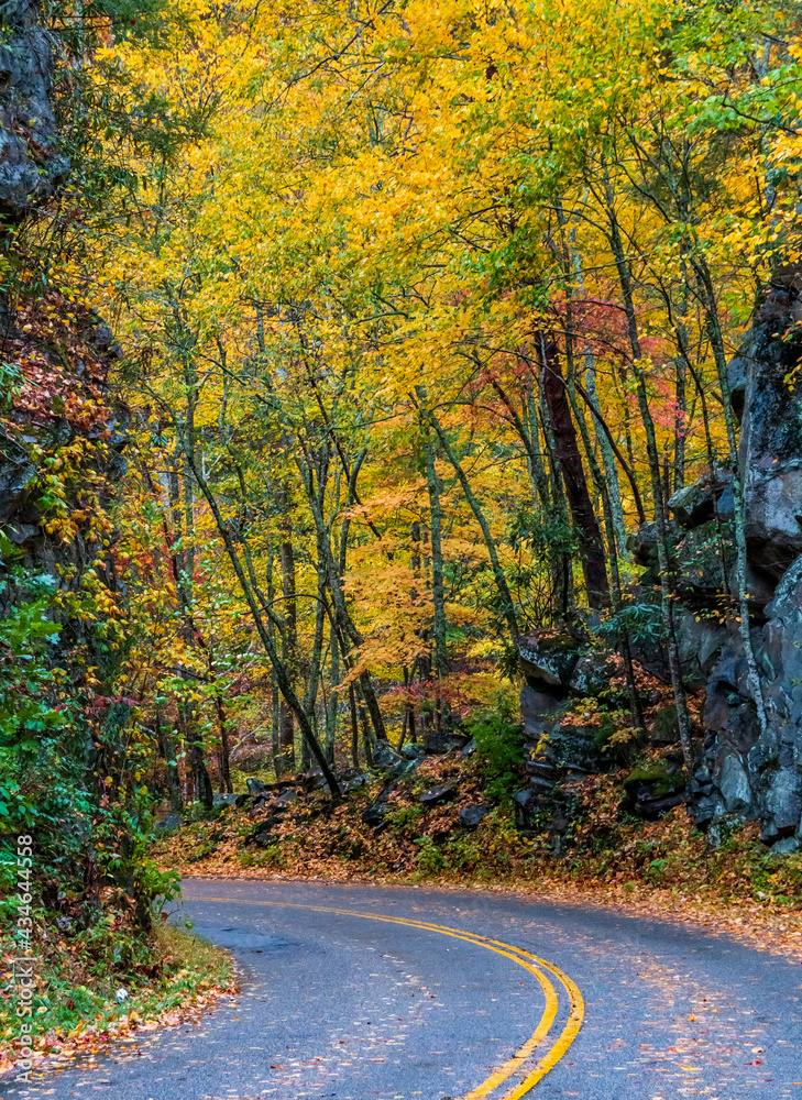 colorful autumn foliage of trees inside the Great Smoky Mountain national Park in Tennessee.