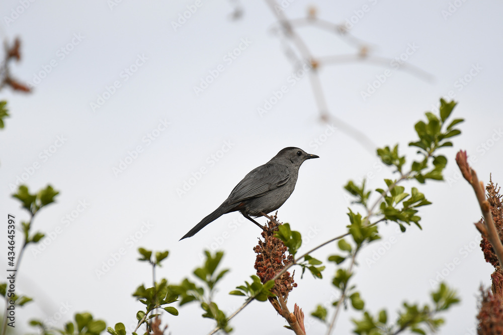 Obraz premium Grey Catbird perched on a flower