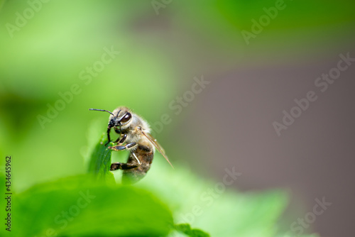 The bee sat on a green currant leaf.