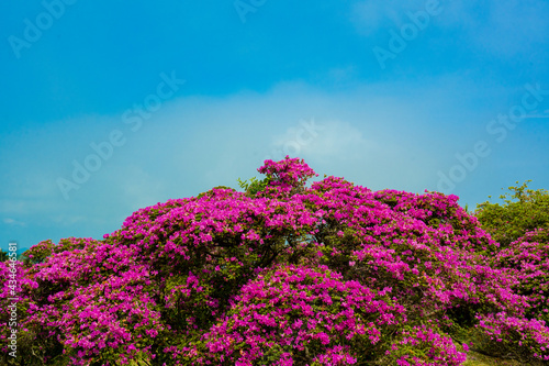 ミヤマキリシマ