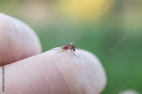 A mosquito drinks blood from a person.