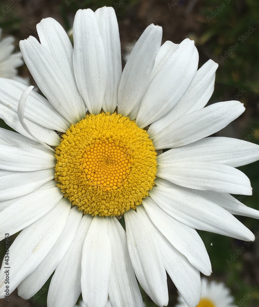 Fototapeta premium daisy flower