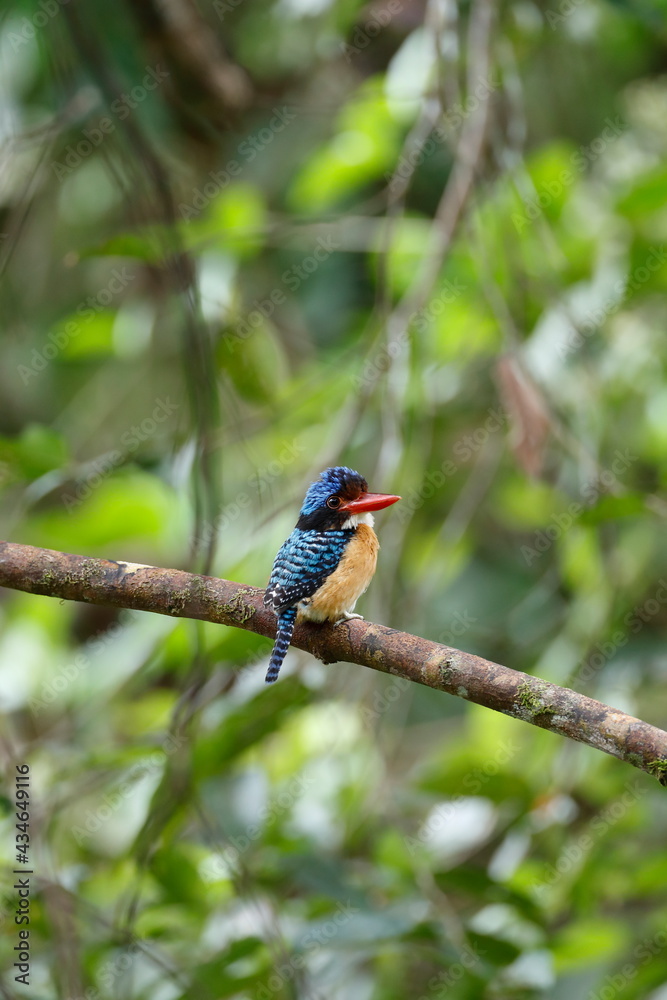 Bornean banded kingfisher / This is a wild bird photo that was taken in Malaysia Borneo. Bornean banded kingfisher / This is a wild bird photo that was taken in Malaysia Borneo.