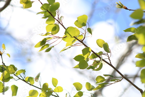 green leaves on blue sky