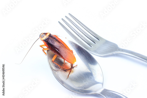 cockroach isolated on white background 