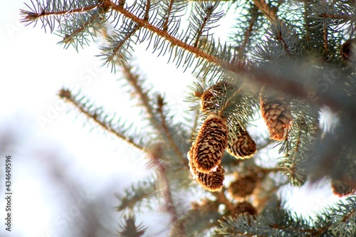 pine tree branch