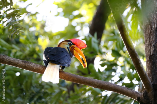 Bild auf Leinwand KnobbedHornbill / This is a wild bird photo that was taken in Indonesia Tangkoko