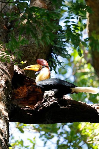 KnobbedHornbill / This is a wild bird photo that was taken in Indonesia Tangkoko Sulawesi 