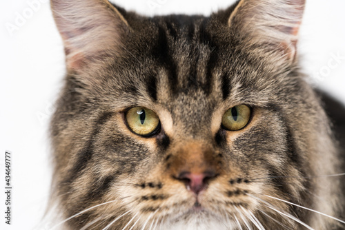 Extreme close-up portrait of mackerel tabby Maine Coon Cat looking at camera. Lovely longhair Maine Shag with big eyes. Front view.