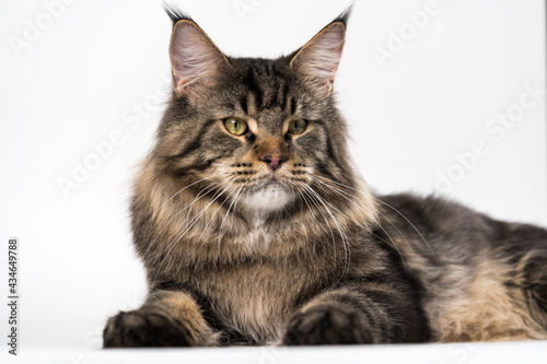 Lovely longhair cat breed Maine Coon Cat. Portrait of mackerel tabby male American Longhair Cat looking at camera, lying on white background. Studio shot.