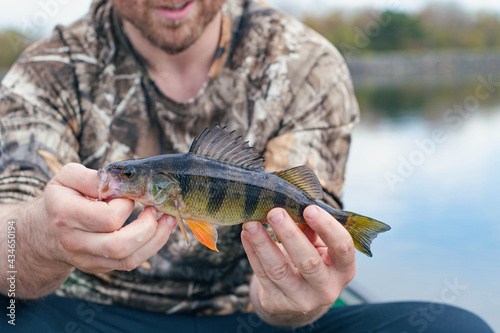 Man holding a beautiful yellow perch caught from a boat on a fresh water lake, during early spring