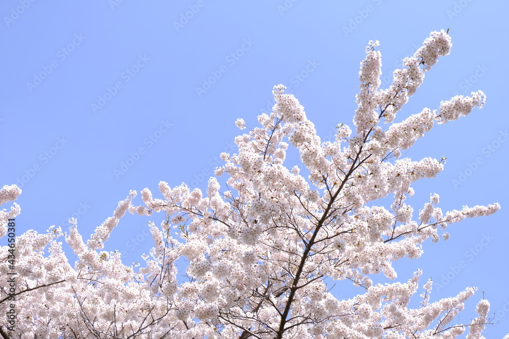 日本の晴れた日の桜の花