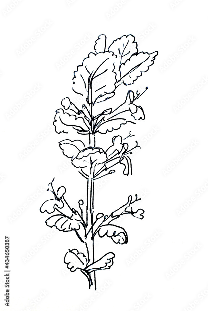 ground-ivy, gill-over-the-ground,creeping charlie, alehoof, catsfoot, field balm, and run-away-robin, graphic black and white sketch on white background ground-ivy, gill-over-the-ground,creeping charlie, alehoof, catsfoot, field balm, and run-away-robin, graphic black and white sketch on white background