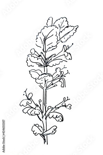 ground-ivy  gill-over-the-ground creeping charlie  alehoof  catsfoot  field balm  and run-away-robin  graphic black and white sketch on white background