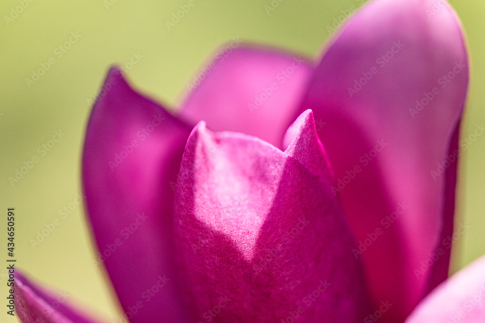 violet flower petals