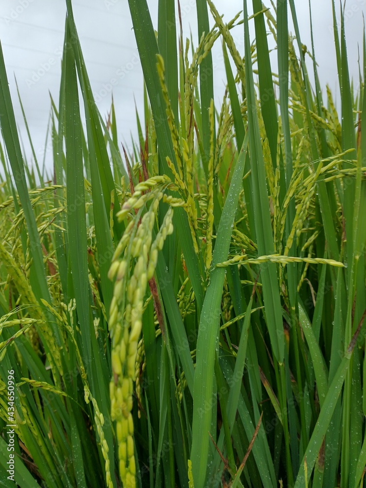 Fototapeta premium diversas